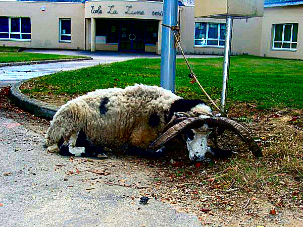 Image de la captivité d'une chèvre