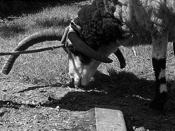 photo d'un animal au poteau - une chèvre