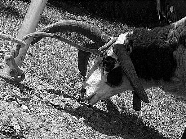 Photo de la captivité d'une chèvre
