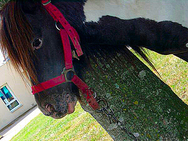 Une photo de cheval de cirque