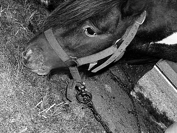 Photo en noir et blanc d'un cheval