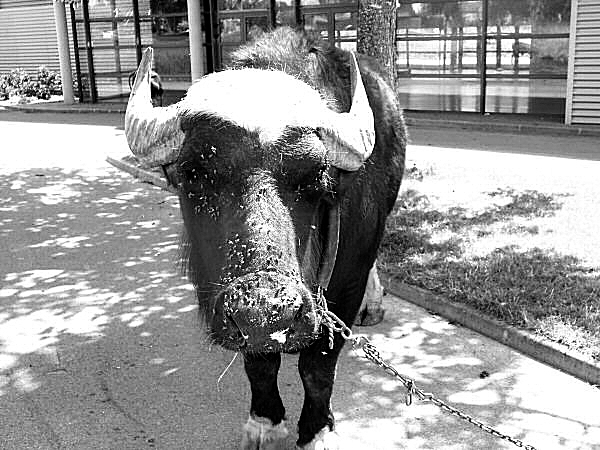 Photo en noir et blanc d'un buffle en captivité