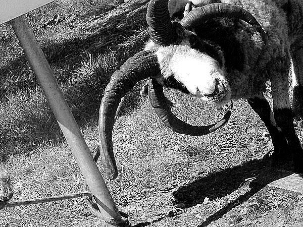 Photo d'un animal exotique en captivité - Une chèvre
