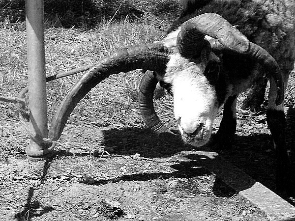 photo d'une chèvre à quatre cornes - du noir et blanc
