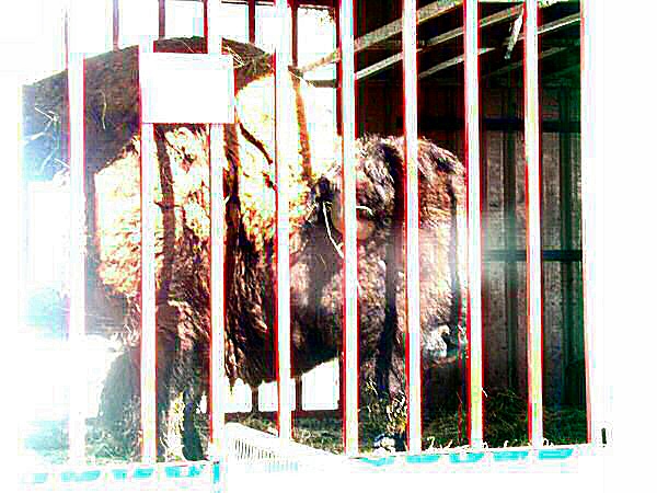 Photo d'un animal en cage - un bison