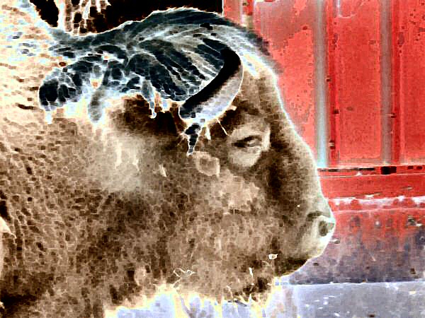 Image numérique d'un bison