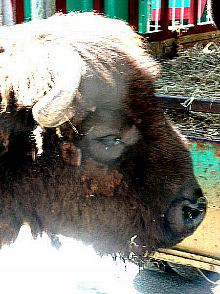 Photo d'un coeur de bison