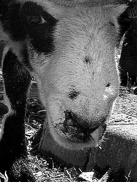 Photo d'une souffrance animale - Une chèvre malade