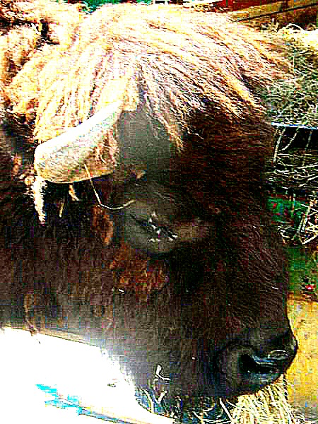 Photo d'un bison
