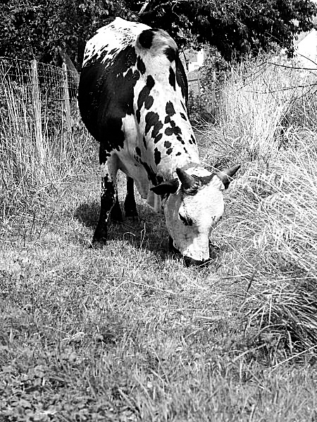 photo d'une vache exotique