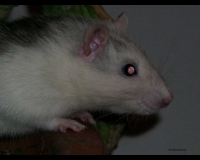 photo et fond d'écran d'un rat