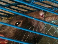 photo et fond d'écran d'un rat brun