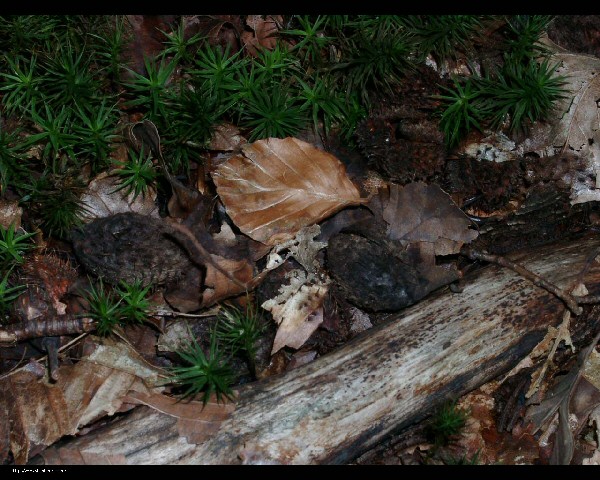 image sur l'automne - des feuilles mortes