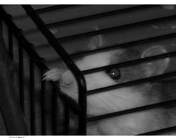 photo du brouillard fantastique et du rat