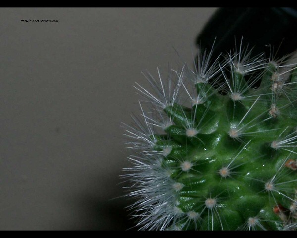 photo d'un cactus