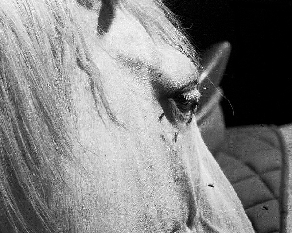 Photo d'un cheval - Équitation