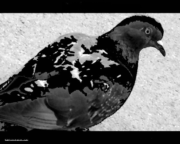 Image d'un pigeon