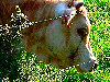 avatar d'une vache