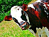 photo d'une vache
