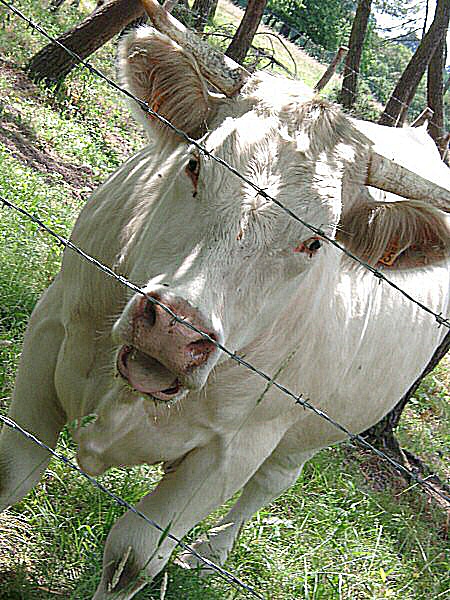 Photo de l'écoeurement d'une vache - Une langue de boeuf