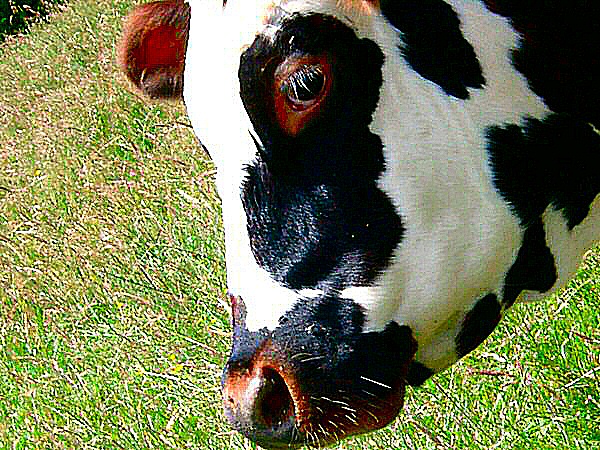 Photo de l'émotion animale - une vache en gros plan