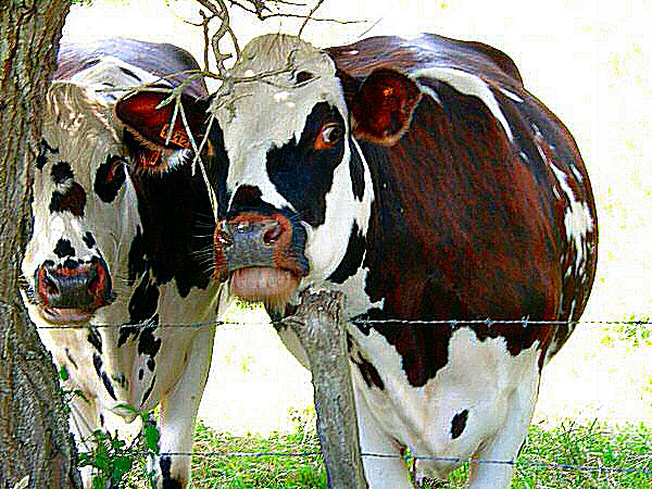 Une image sur des sentiments de vaches - faire les gros yeux