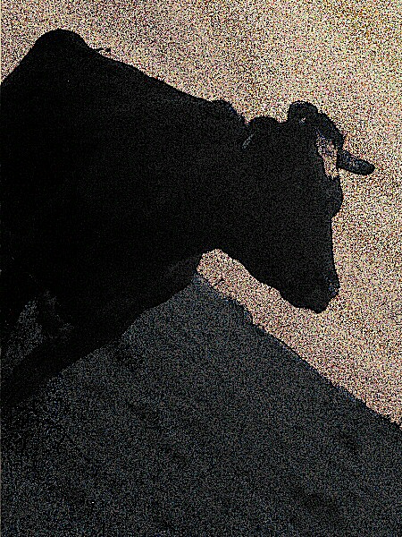 Image numérique d'un taureau