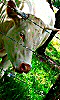 Avatar d'une vache blanche