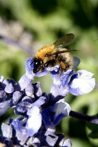 Photo d'une abeille - une butineuse