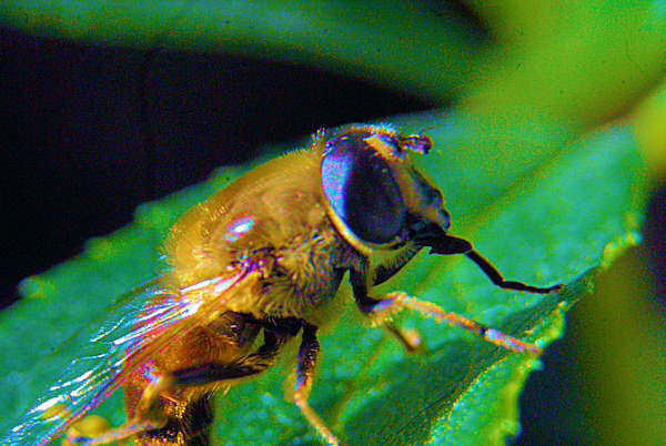 Photo d'une abeille rousse.