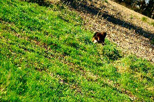 photo d'un chien dans la campagne