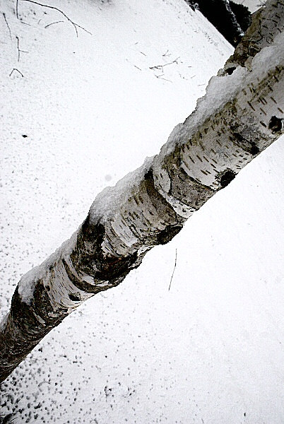 Un bouleau blanc - Photo du tronc