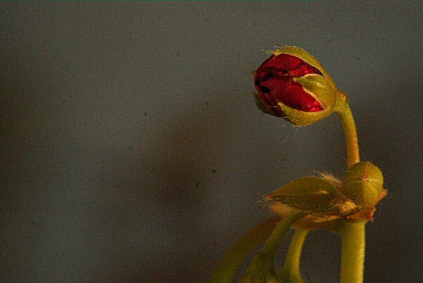 Photo d'un bouton de géranium.