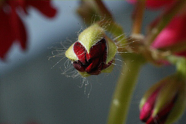 Photo d'un bouton de géranium.