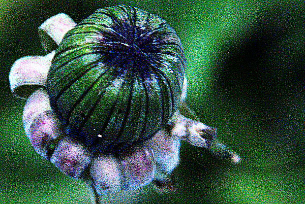 Photo d'une fleur de pissenlit