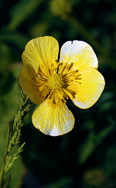 Photo d'un bouton d'or