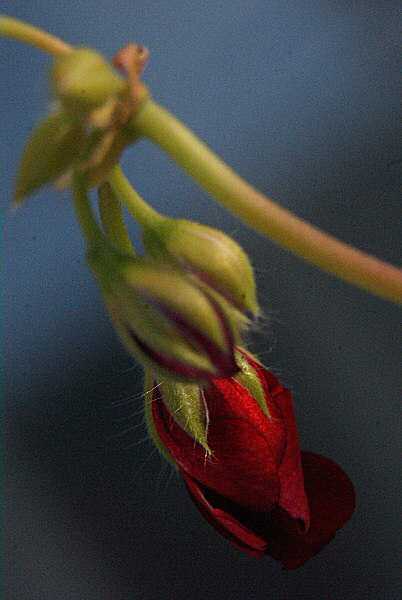 Photo de boutons de géranium.