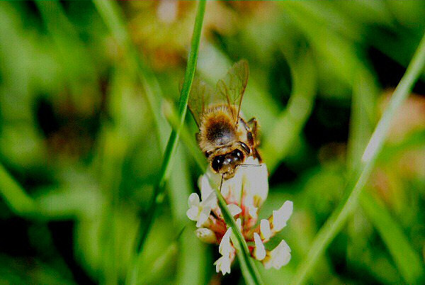 Image d'une fleur et d'une abeille.