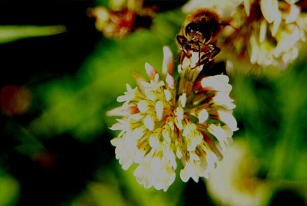 Image d'une fleur et d'une abeille.