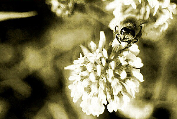 Image d'une fleur et d'une abeille.