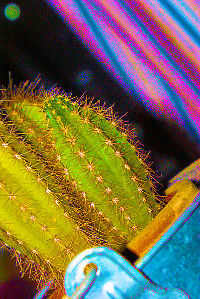 Photo de deux cactus