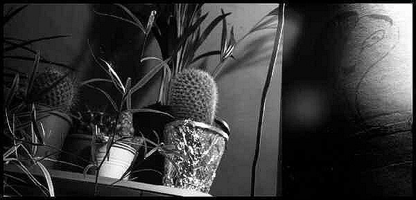 Photo de cactus en pots - noir et blanc