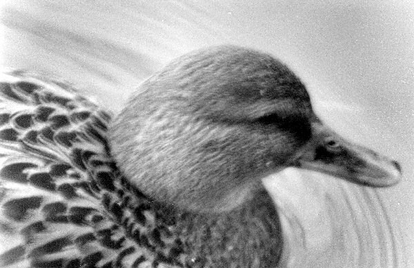 Photo en noir et blanc d'un canard.