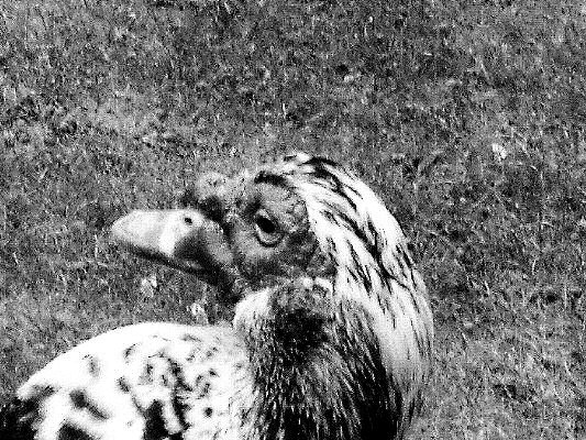 Image en noir et blanc d'un canard