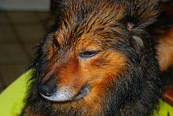 Photo d'un chien mouillé - Domini