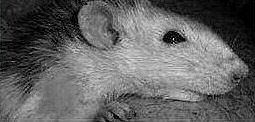 Petite photo de Chouki, un rat affectueux