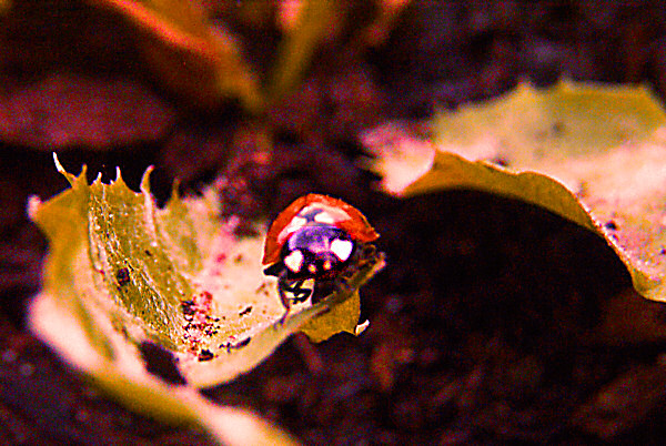 Photo d'une coccinelle