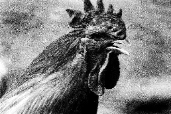 Une photo en noir et blanc d'un coq.