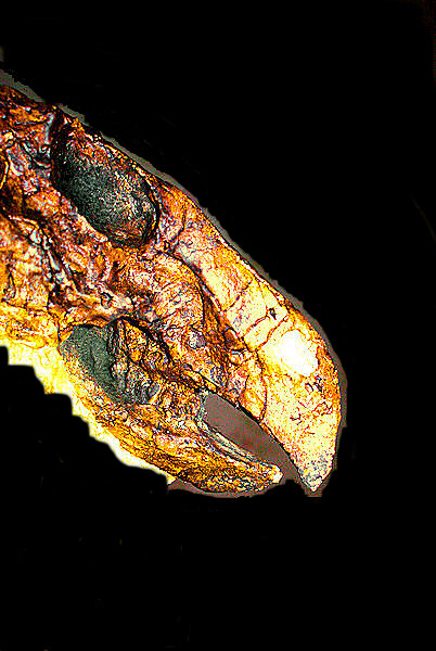 Image d'un dinosaure - La t&ecircte d'un protoceratops