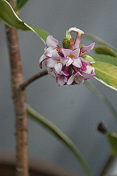 Photo des fleurs d'un daphné.